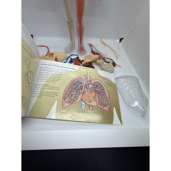 Vintage The Human Body Book And See-Through Model- Human Skeleton Kit - Picture 9 of 11